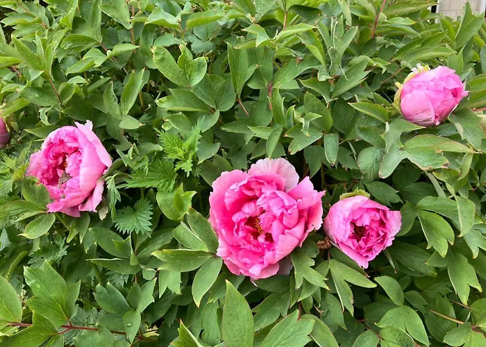 Ancienne Ferme Percheronne Du 18eme Siecle Courgeon